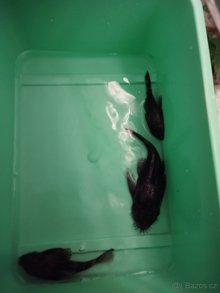 Ancistrusi 7-12 cm - 2