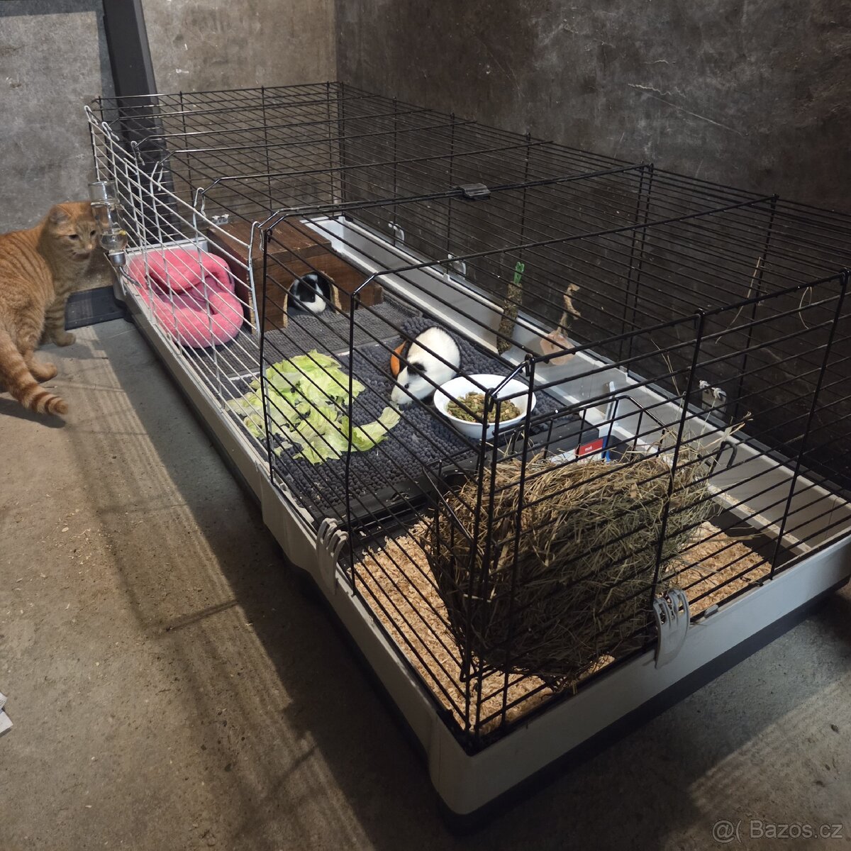 Morčata včetně klece a příslušenství - 2