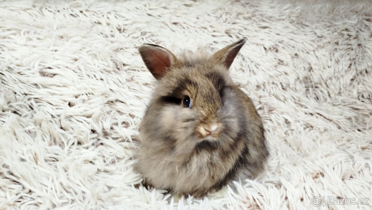 Zakrslý králík, králíček - HARRY - 2