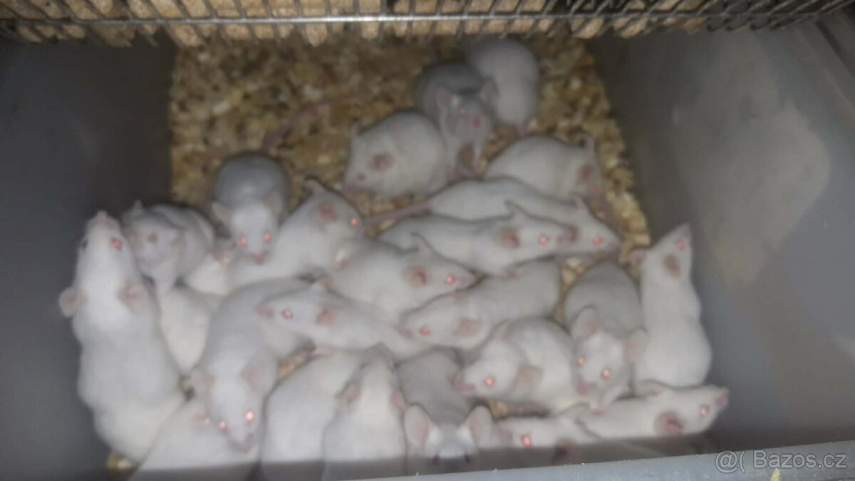 Prodám laboratorní myši - 2