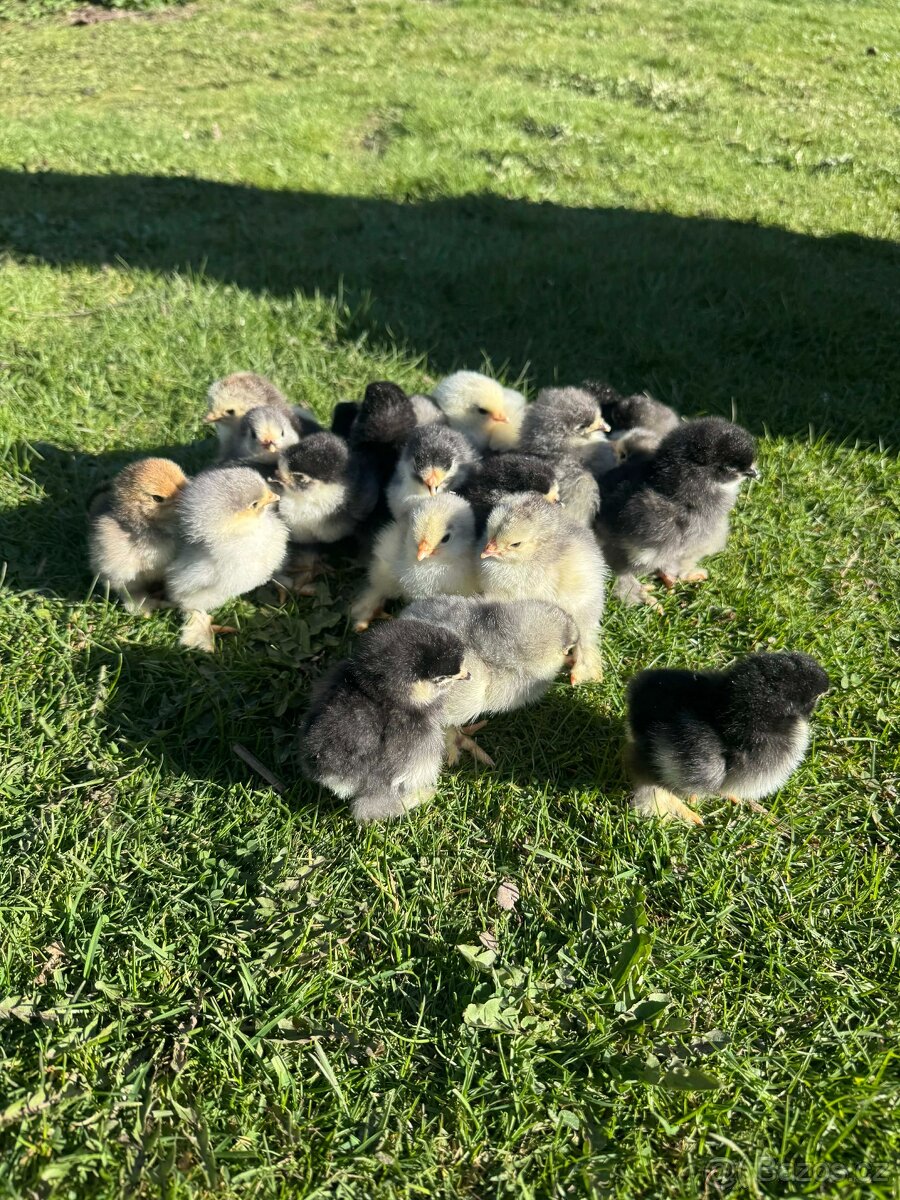 Brahmánka velká - 2