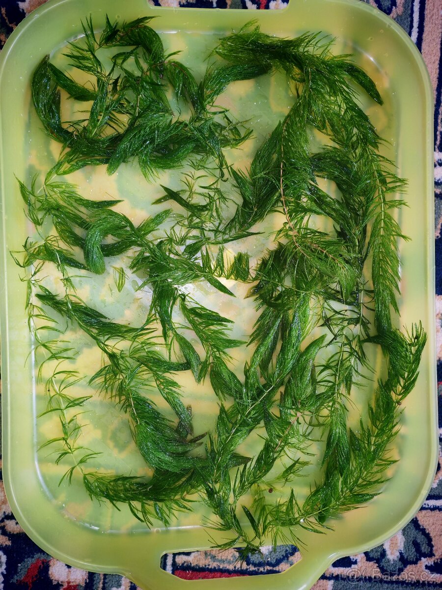Akvarijni rostliny - 2