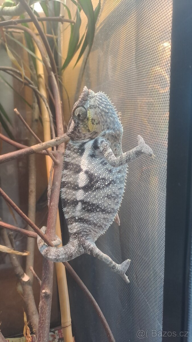Chameleon pardálí Nose be IMPORT - 2
