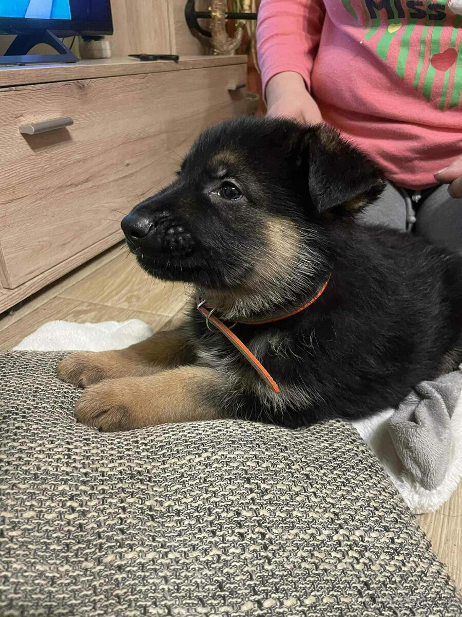 Štěňata Německý ovčák - 2