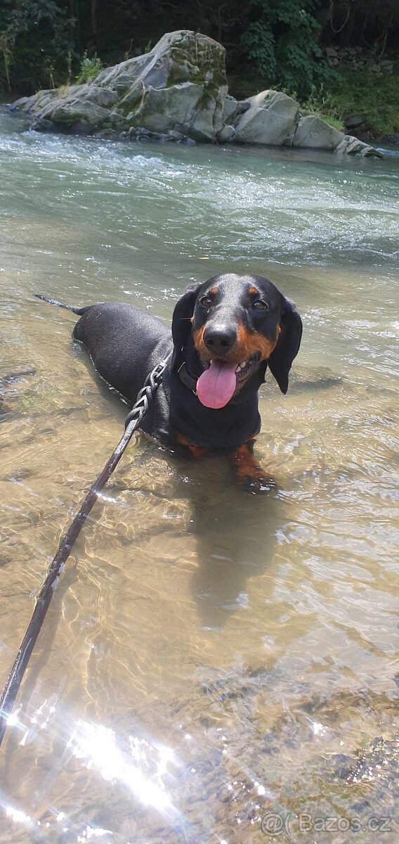 Jezevčík pálený věk 5 let papíry ano - 2