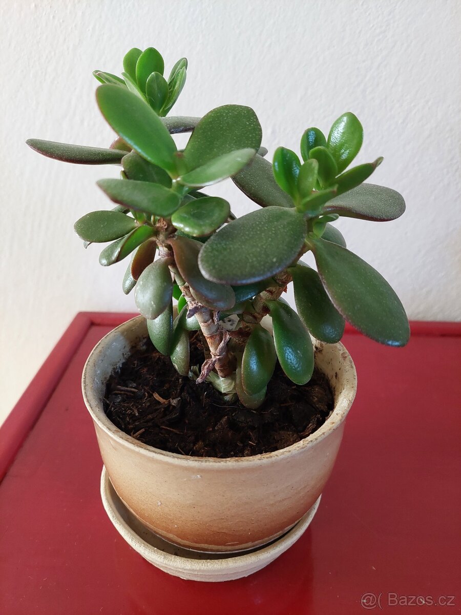 Pokojová květina Tlustice - 2