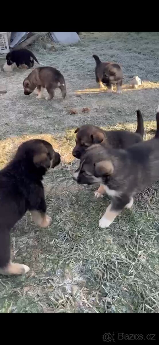 Štěňátka Husky x Vlčák - 2