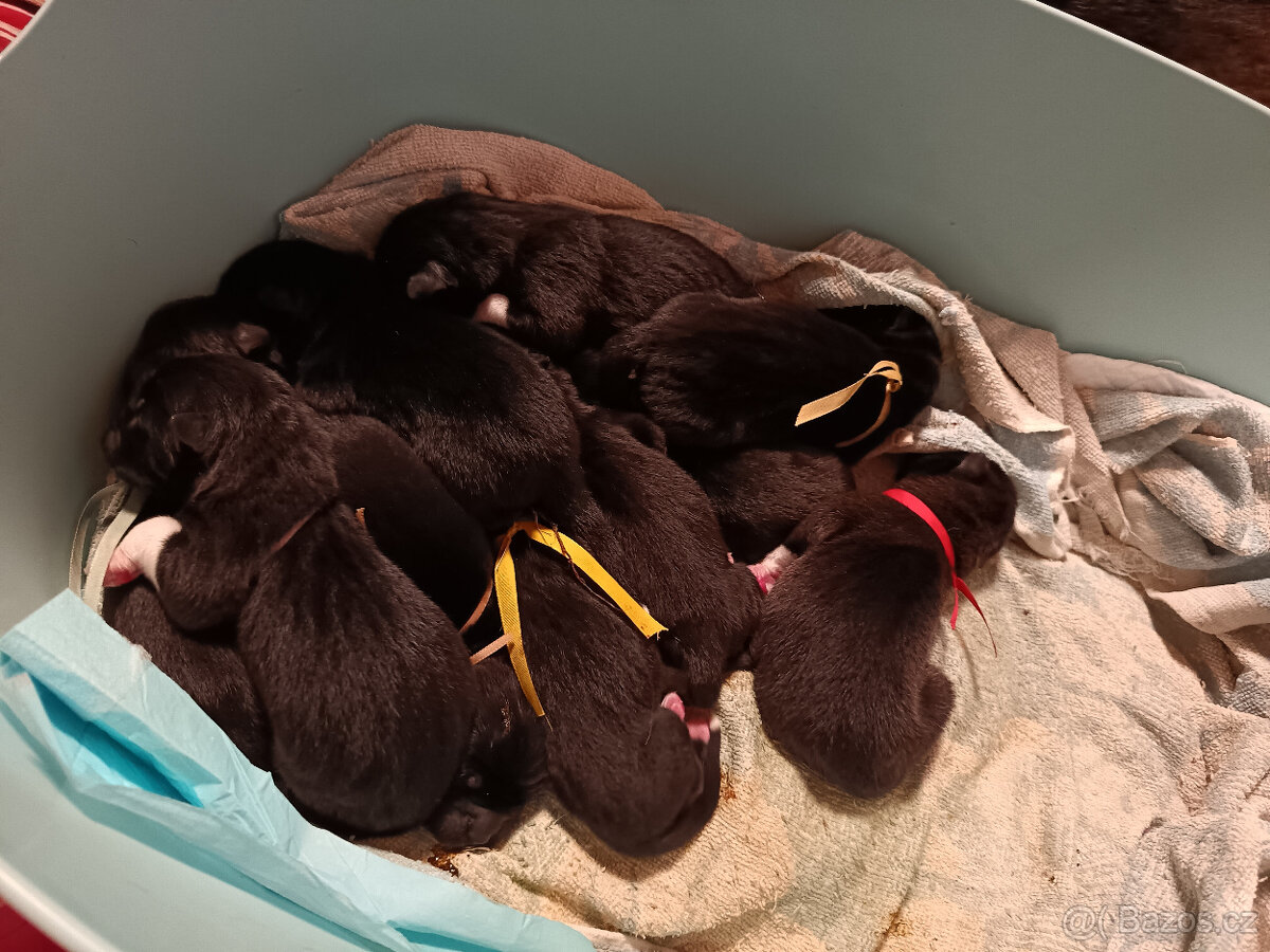 Americká Akita rezervace štěňátek s pp - 2