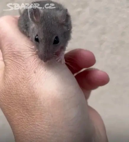 Mastomyši - Krysa malá - 2