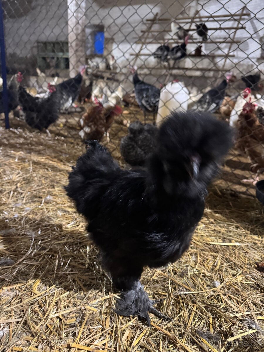 Hedvábníčky velké vousatá - 2