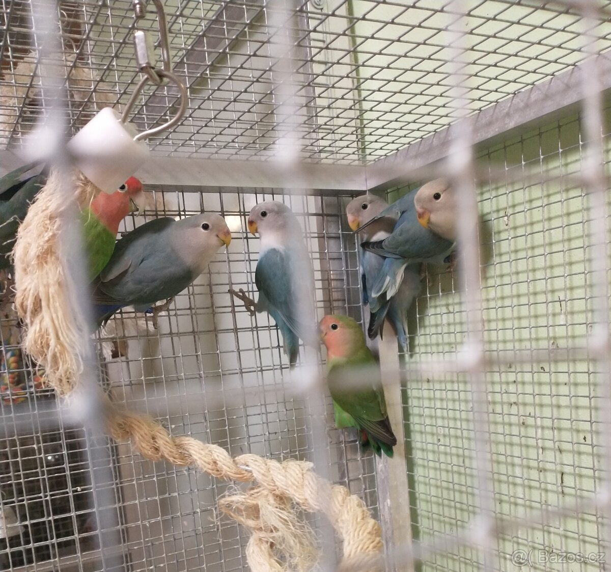 Agapornis rúžohrdlý - 2