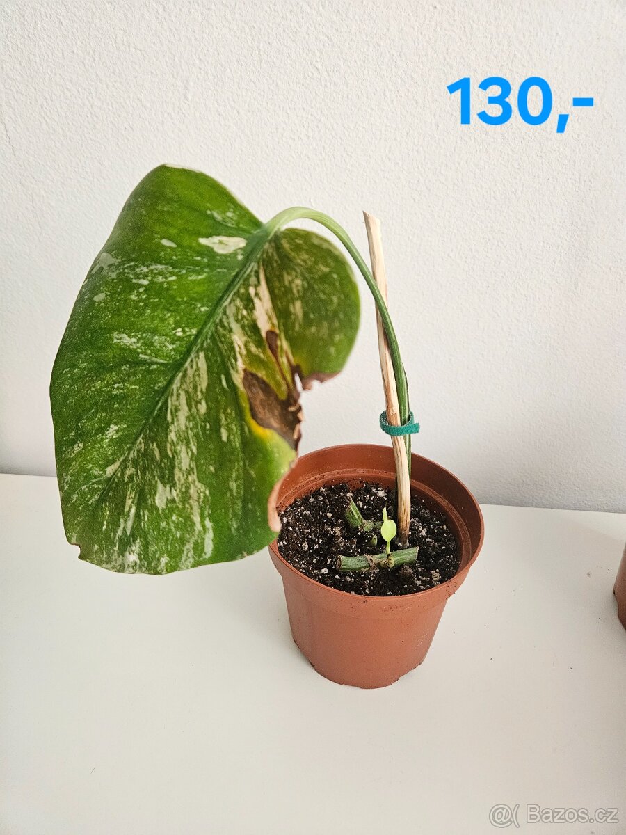 Monstera albo variegata - 2