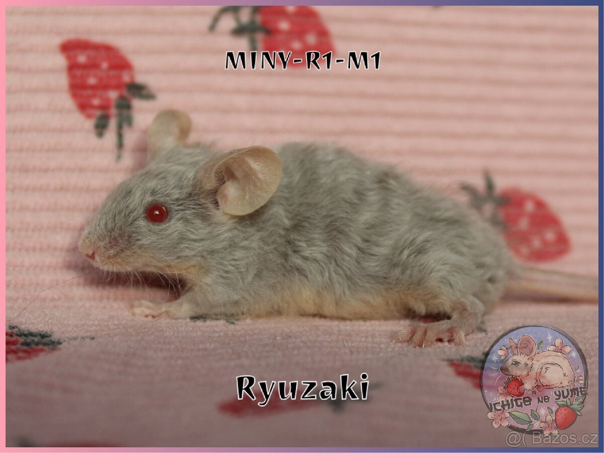 Barevné / fancy myšky - 2