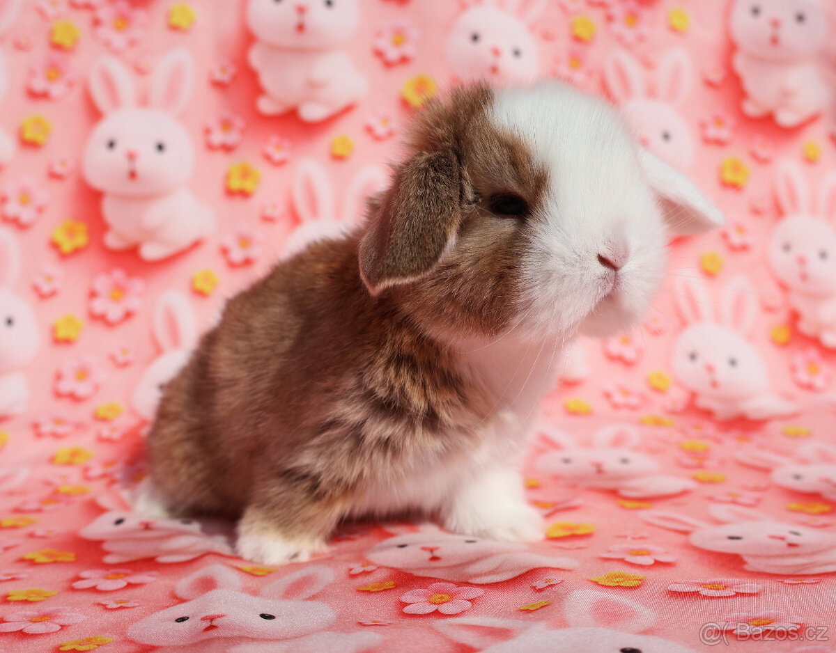 Modrooký zakrslý beránek sameček NHD . - 2