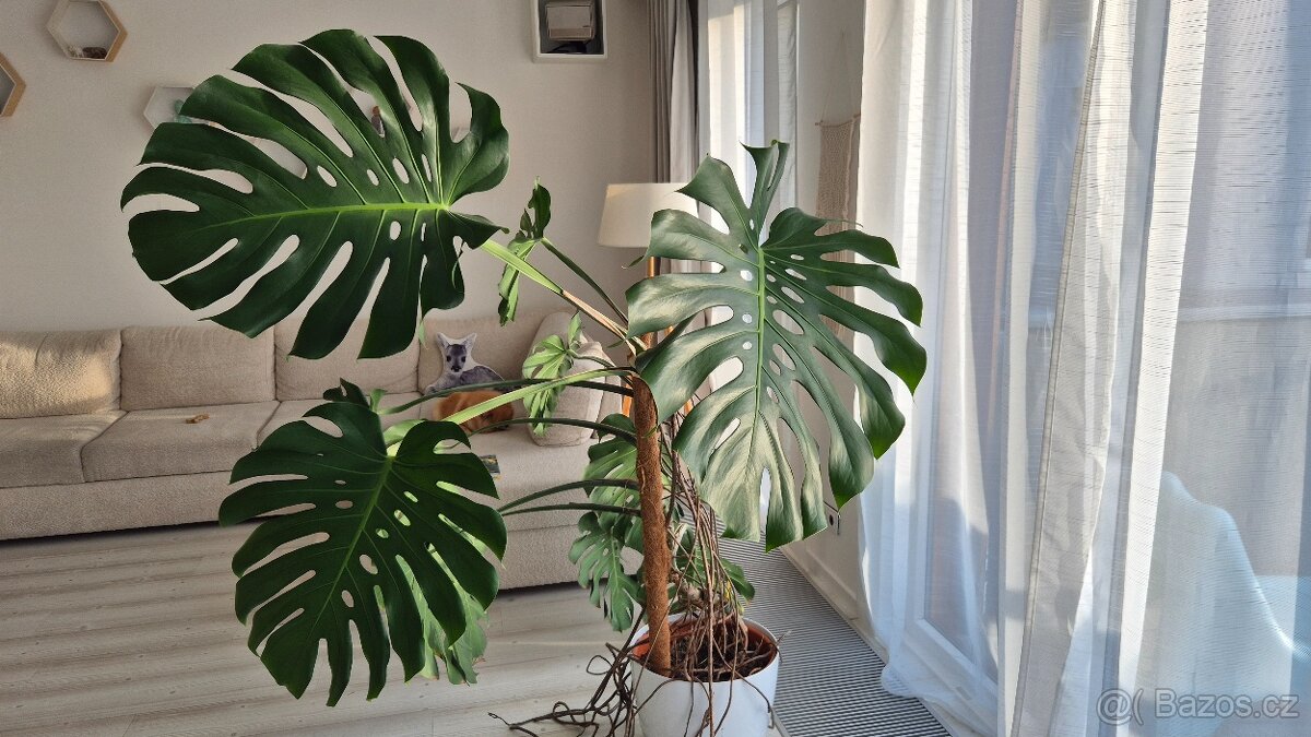 Monstera, výška 160cm - 2