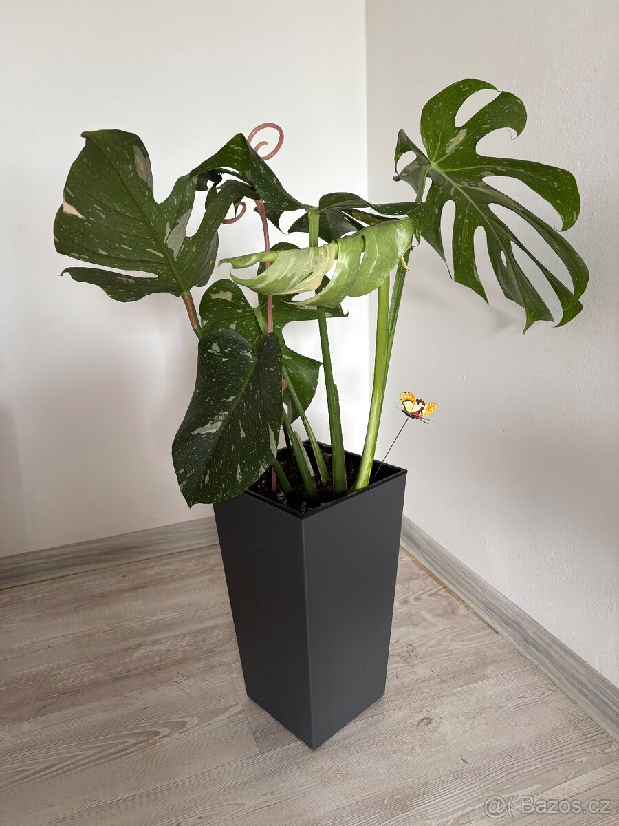 Monstera thai con - 2