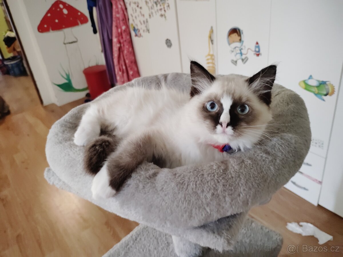 Koťátka Ragdoll - 2
