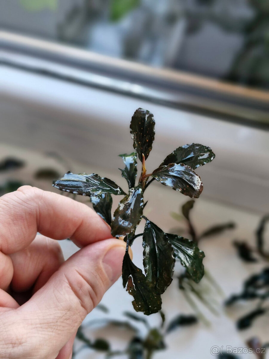 Bucephalandra dark blue - 2