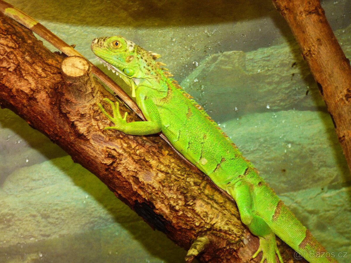 Leguán zelený (Iguana iguana) - 2