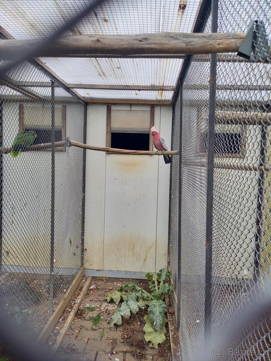 Papoušek Kakadu Růžový - 2