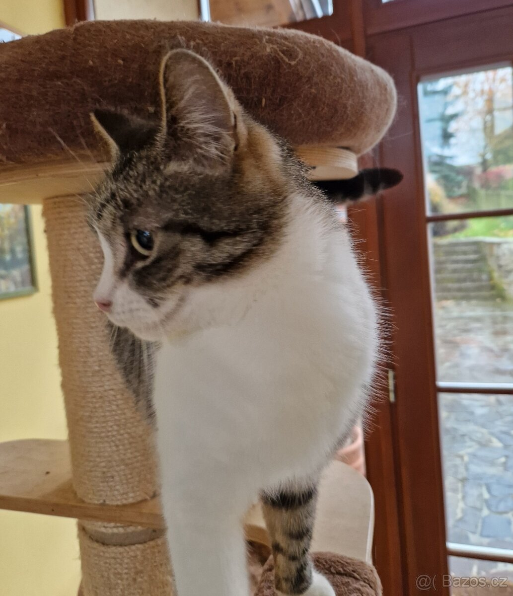 Kocourek Šimonek hledá domov - 2