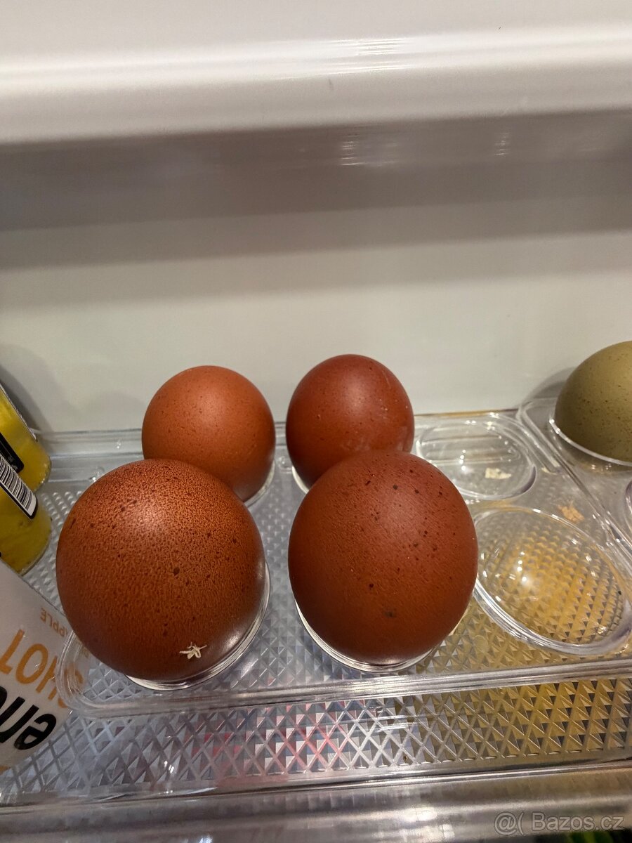 Násadové vejce marans a barevné - 2