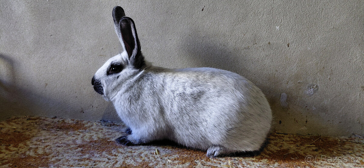 FRANCOUZSKÝ STŘÍBŘITÝ FS - 2