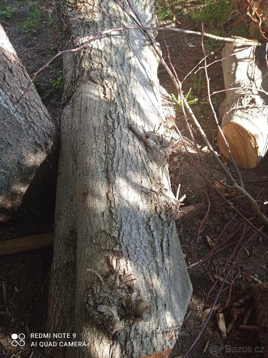 Kmen lípy - 2