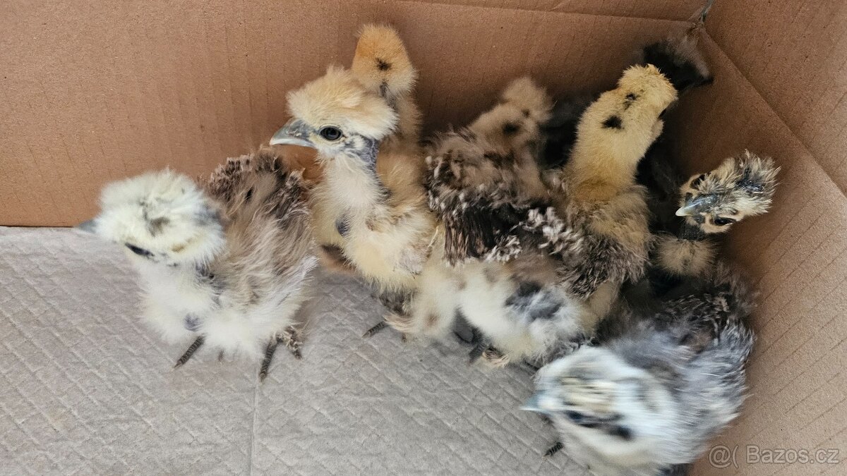 Kuřata hedvábniček - 2