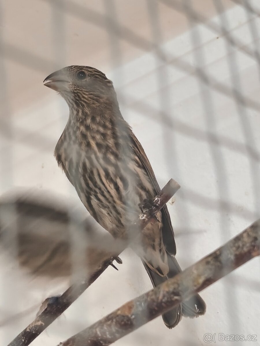 Hýl mexický, Křepelka čínská - 2