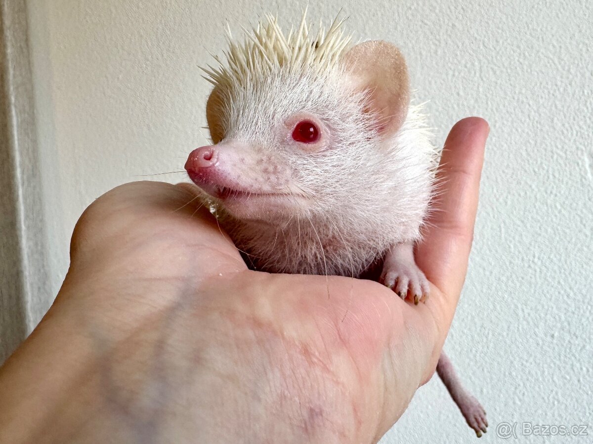 Africký pygmy ježek s PP - 2