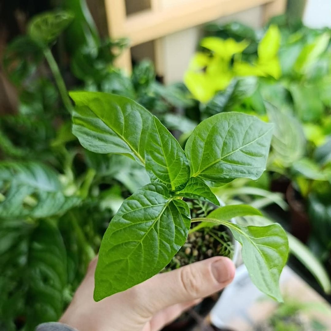 Sazenice paprik AMY, RUBINOVA - 2