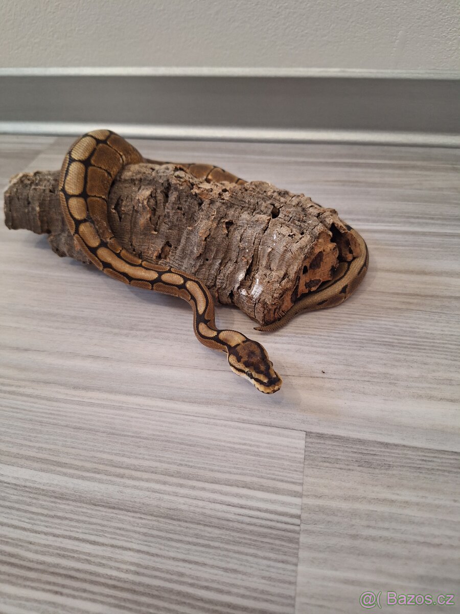 Krajta královská samička - 2