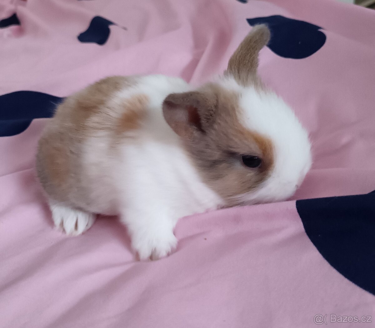 Zakrslý králík - 2