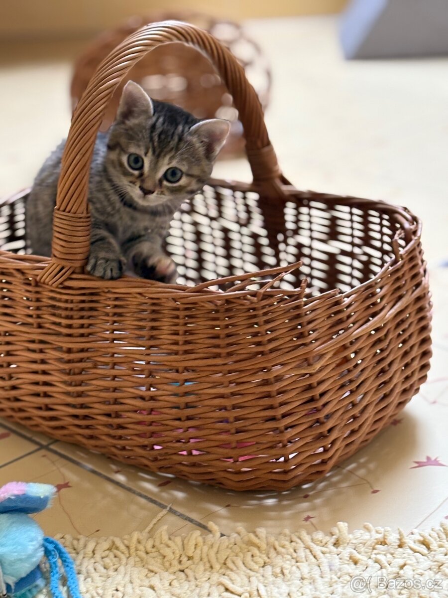 Daruji koťátka - 2