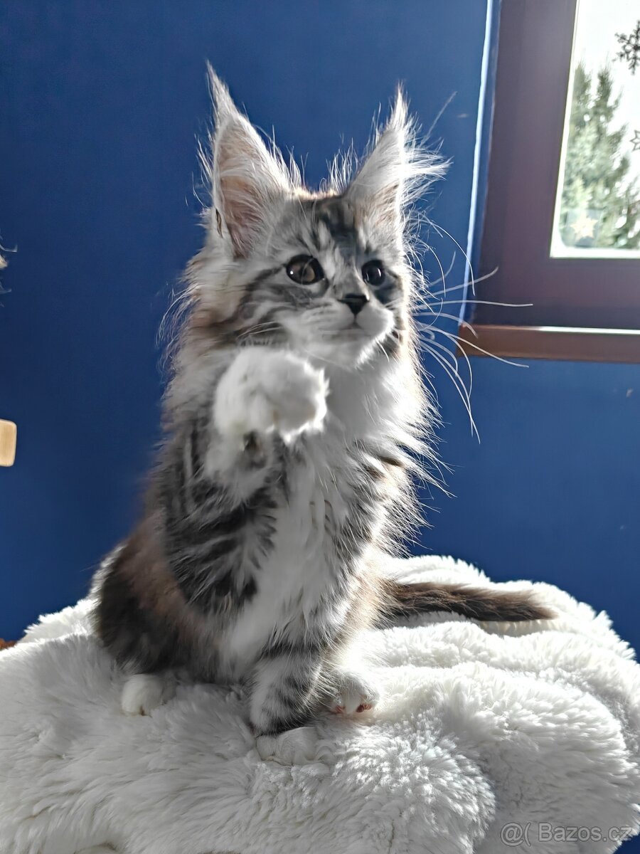 Mainská mývalí koťátka s PP - 2