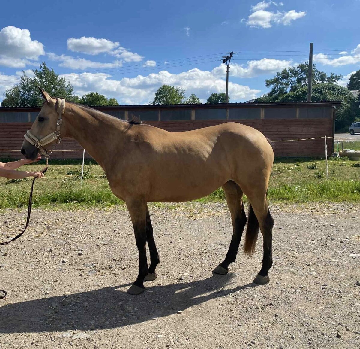 Klisna ČT - možnost výměny - 2