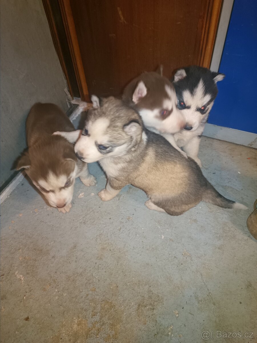 Sibiřský husky - 2