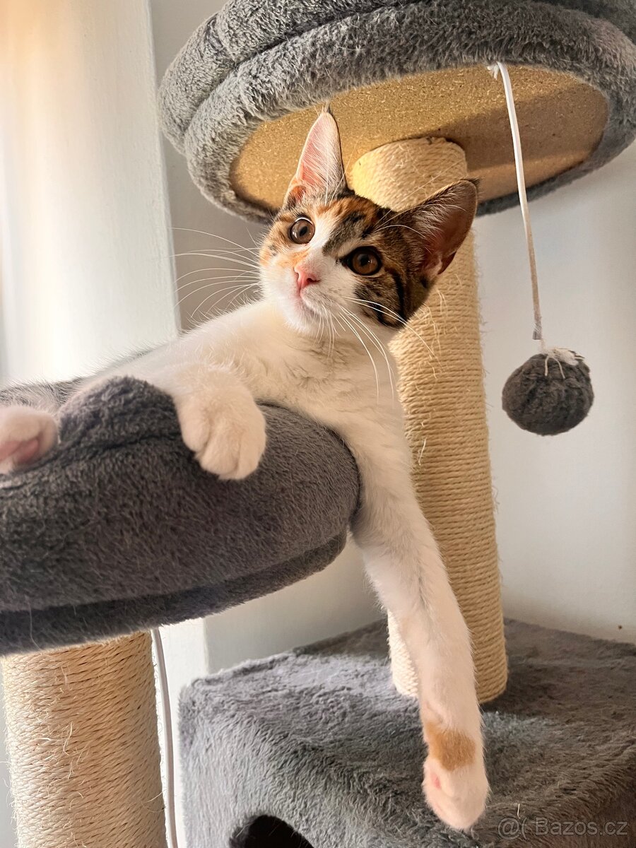 Daruji skoro roční kotě - 2