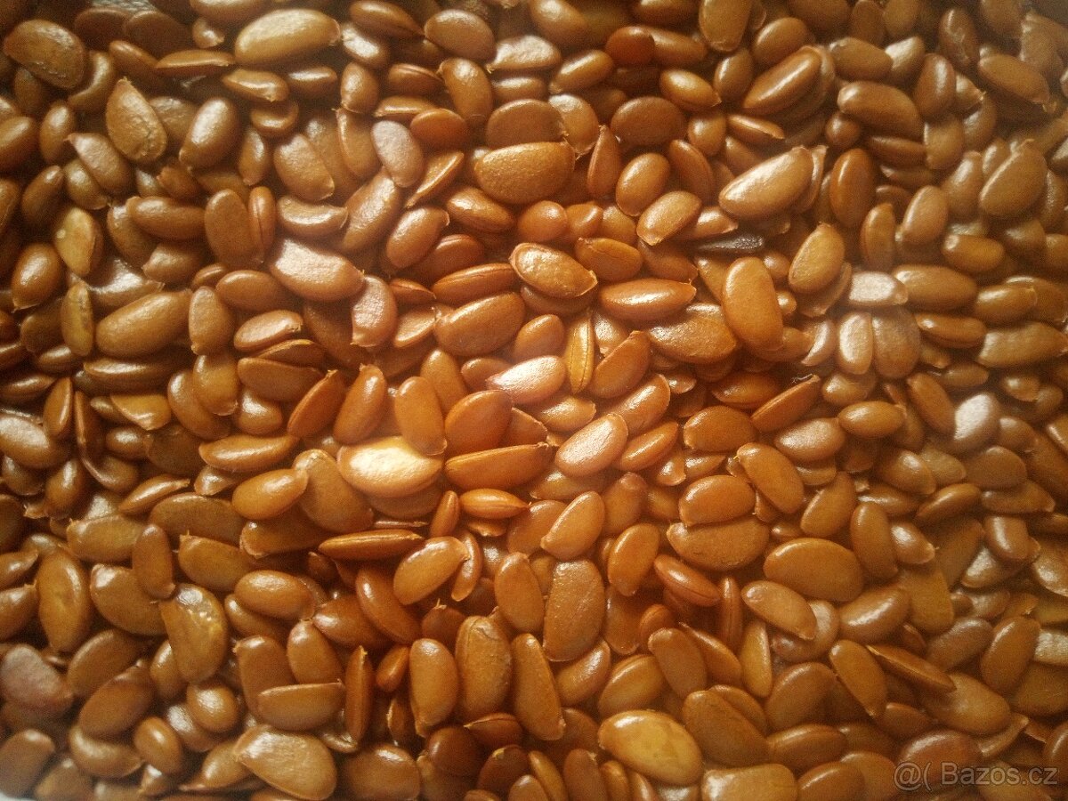 Tomel obecný - semena i sazenice - 2