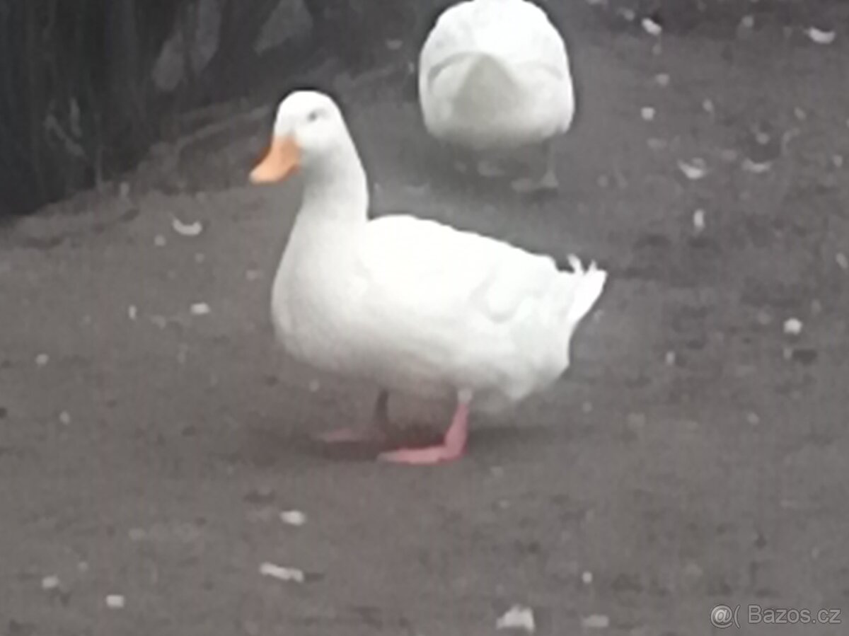 Kachna pekingská - 2