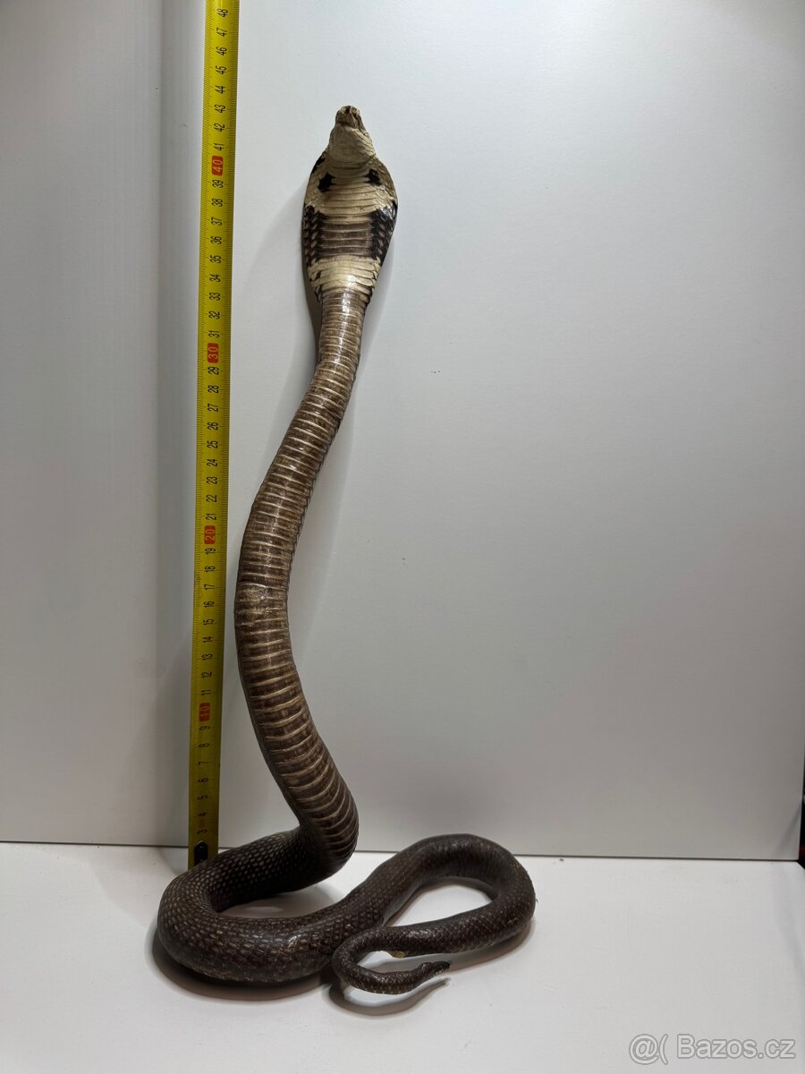 Starožitný preparát kobry - 2