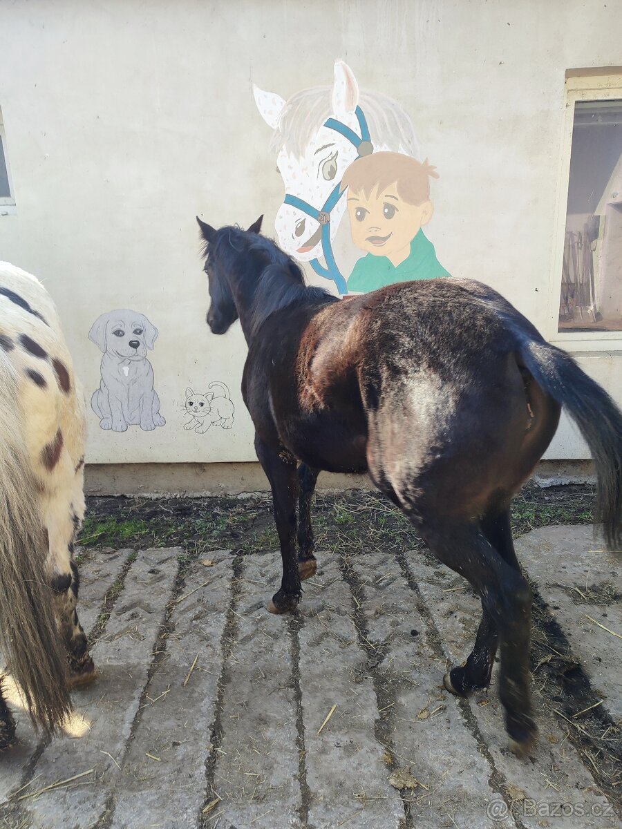 Prodám kobylku - 2