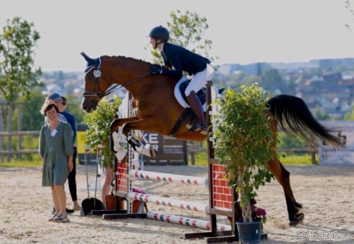 Prodám kobylu po Chin Chin - 2