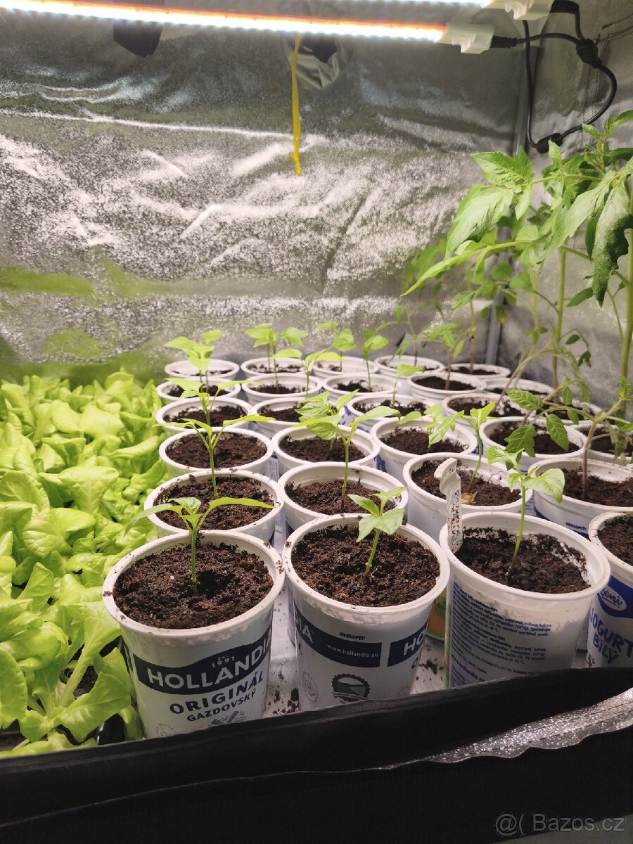 Rajčat a paprik sazenice. - 2