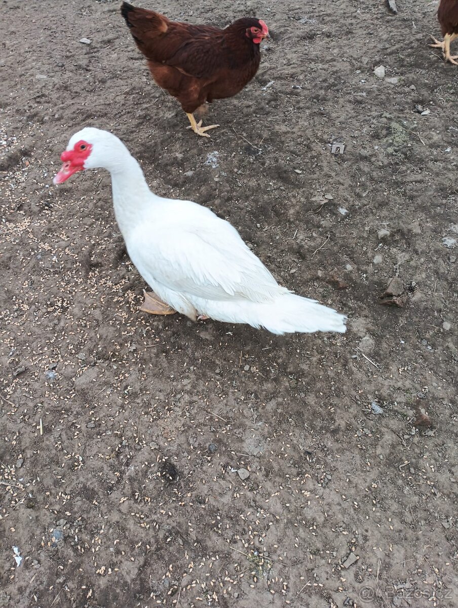 Kachny Pižmové - 2