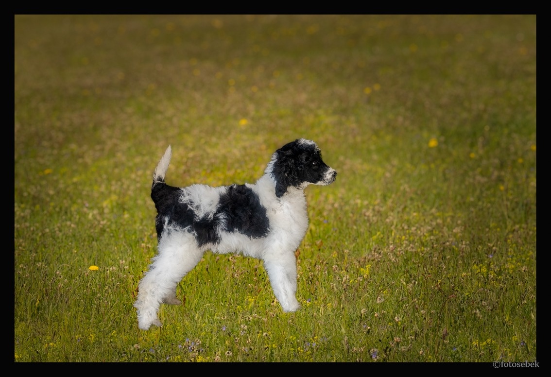 Pudl velký harlekyn - 2