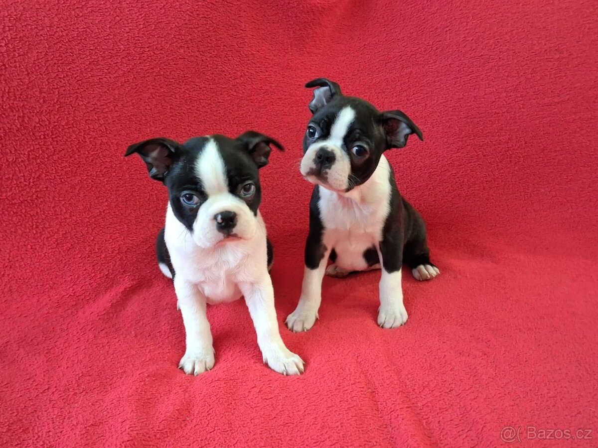 Bostonský teriér, Boston terrier - 2