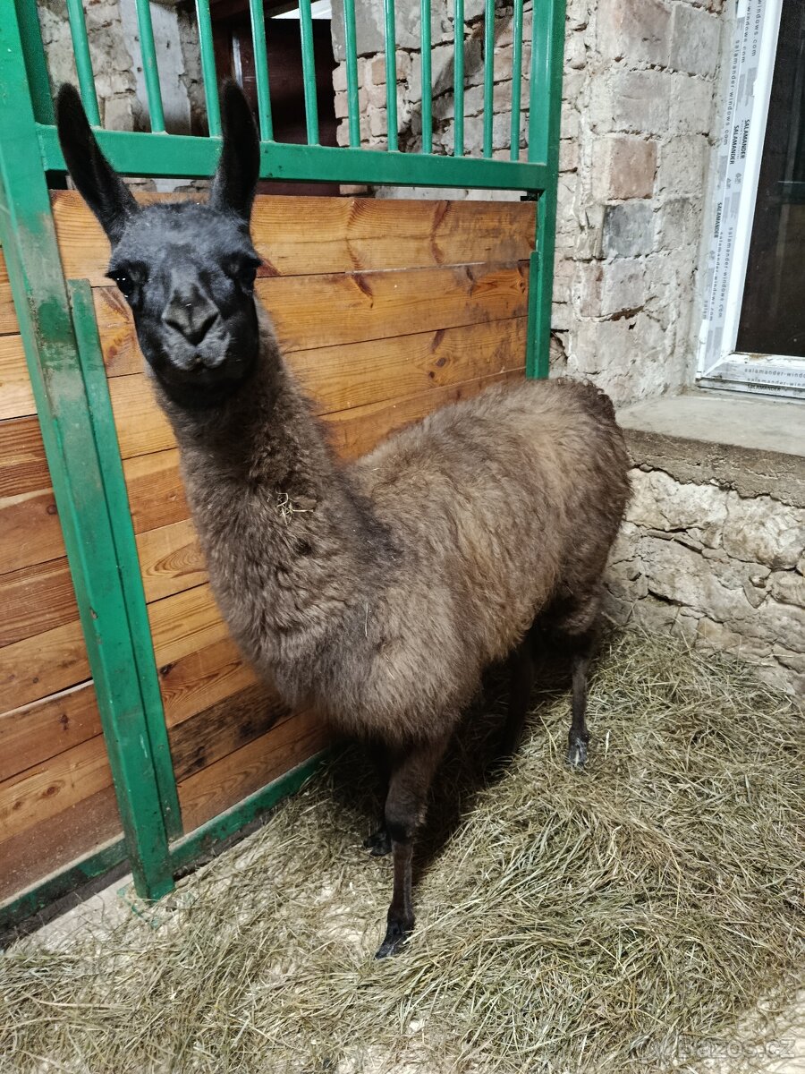 Lama Krotká - 2