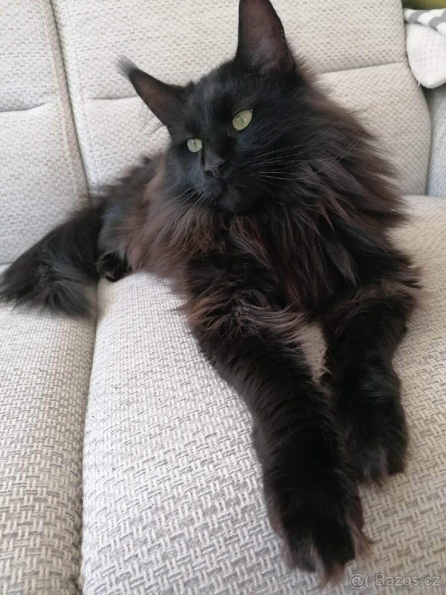 Krytí mainský mývalí kocour - 2